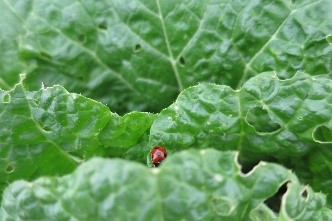 野菜 野菜